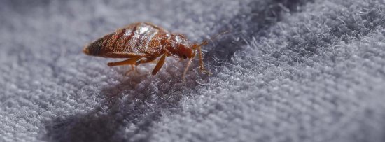 Уничтожение клопов: эффективные методы борьбы